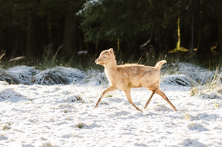 White Fallow Deer-5 | by Philip Blair's Photos