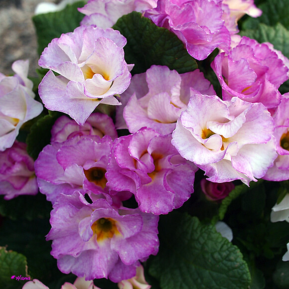 プリムラ ジュリアン Primula Juriana Hybrid プリムラ ジュリアンの花言葉は 美の秘密 Flickr