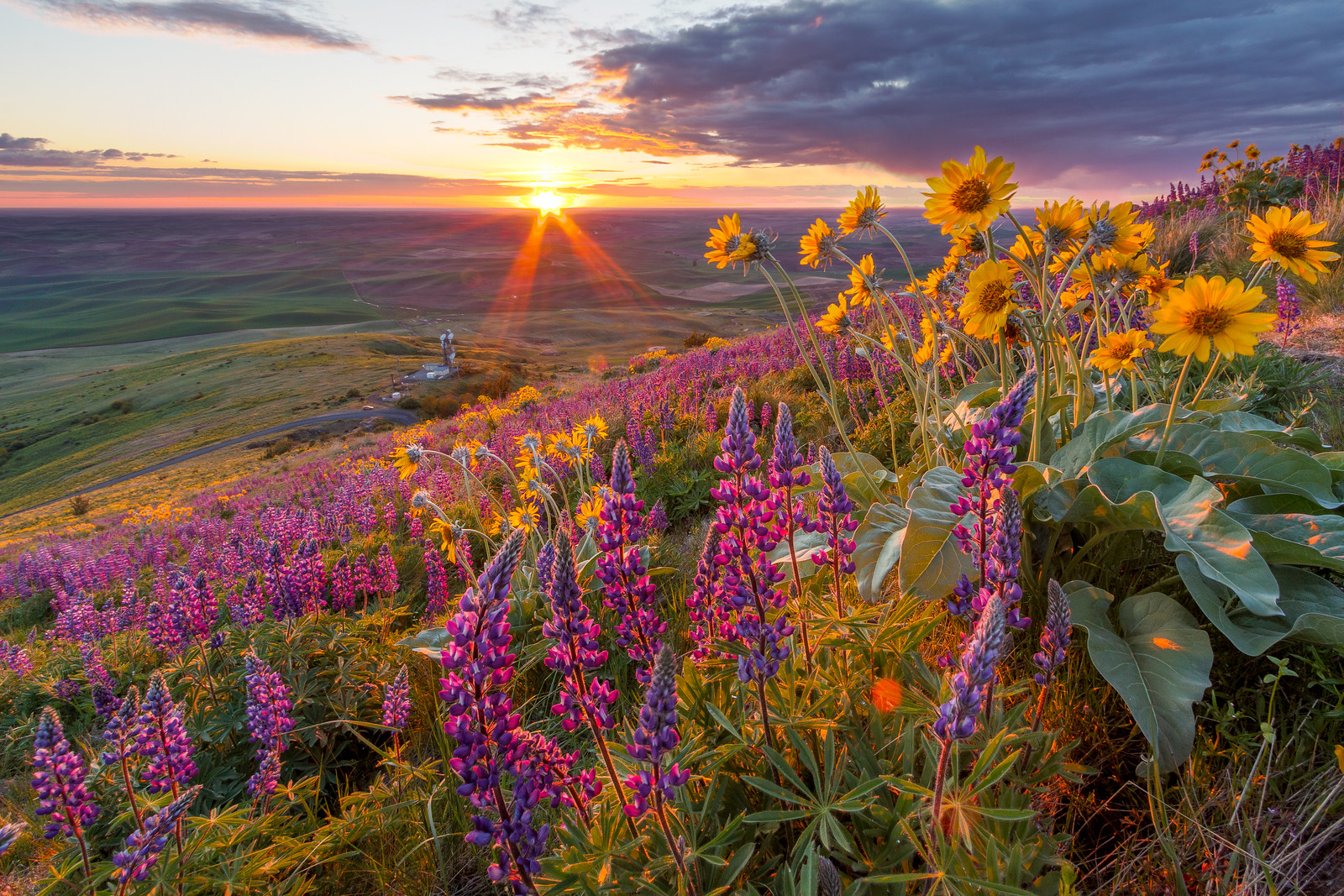 Lupine and Sunset on Steptoe Butte