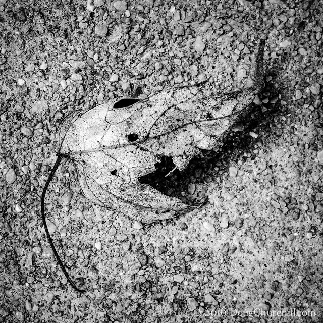 026•366 • 2016 • dry leaf on concrete v2.2