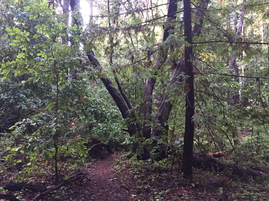 Holiday Trail