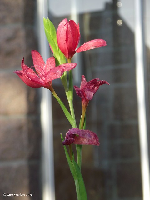 River Lily, or Crimson Flag Lily ~ Hesperantha coccinea.