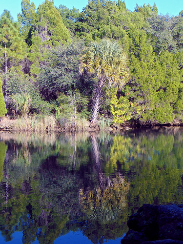 trees lake reflection water landscape scenery florida palmtree crystalriver