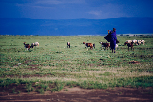 africa canon tanzania native farming safari goats herd masai masaiwarrior goatherder ngorongoroconservationarea canoneos5dmarkiii