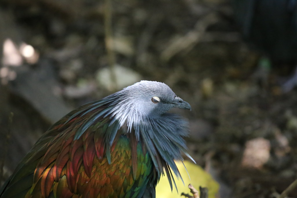 NICOBAR PIGEON