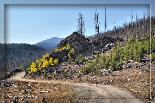 road above mountain tree tower beautiful forest photography sheep lookout line lazy views service access wyoming vistas elliott photog