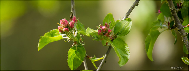 Blooming apple tree 240416