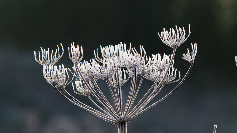 Umbellifer remains frosted, backlit