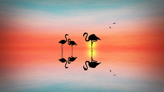 Flamingos | by Tony Agramunt