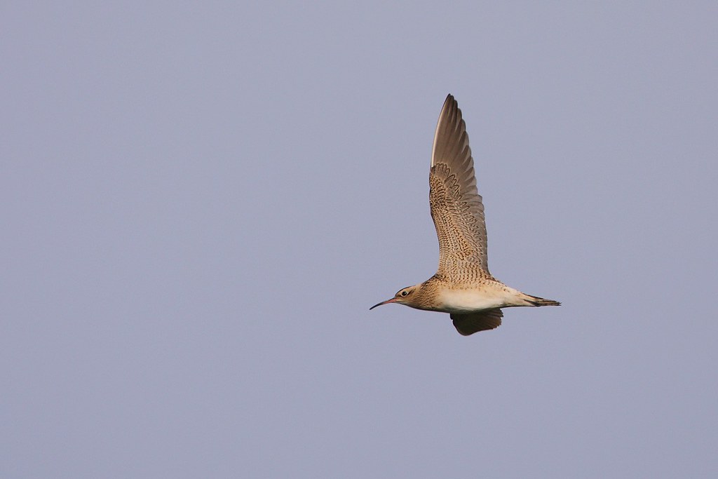 Numenius minutus | Little Curlew | dvärgspov