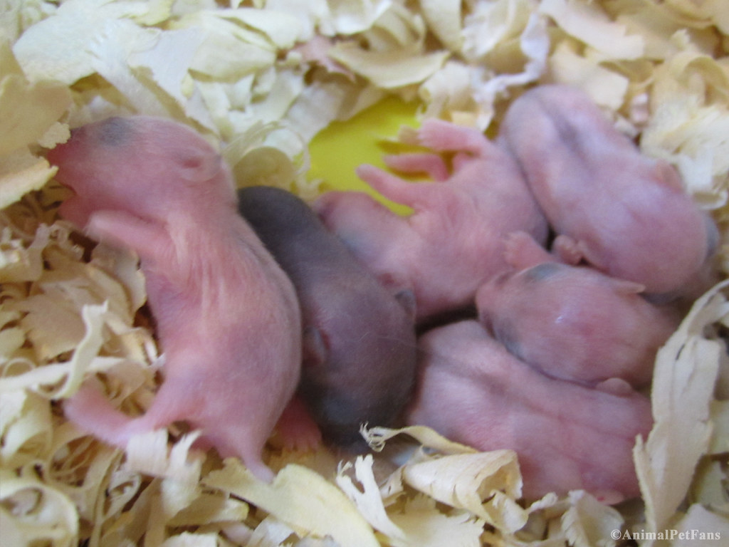 Hamster babies | Hamster Anão Russo (Phodopus sungorus) YouT… | Flickr