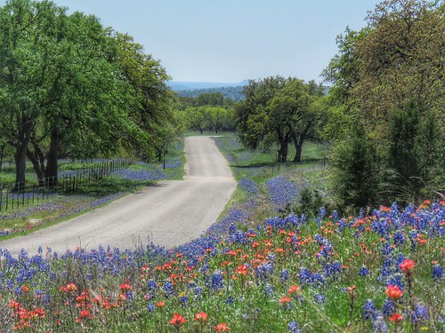 road landscape spring texas country scenic peaceful serene wildflowers hillcountry bluebonnets llano countryroads texaswildflowers texashillcountry texasspring
