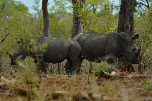 Rhinoceros / 犀牛