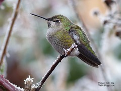 Anna's Hummingbird - Langley, BC