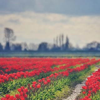 Rainy day color... #onthesideoftheroad #enroute #skagitvalley #tulips #color #roozengaarde | by klt:works