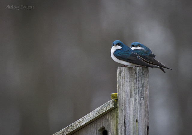 Tree Swallows - Edwin Forsythe