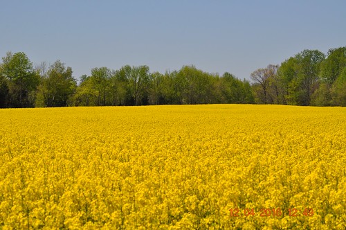 yellow elkmont canolafields