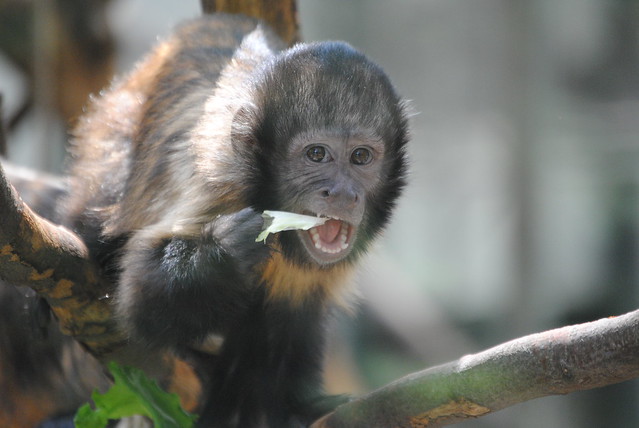 Yellow-Breasted Capuchin 2