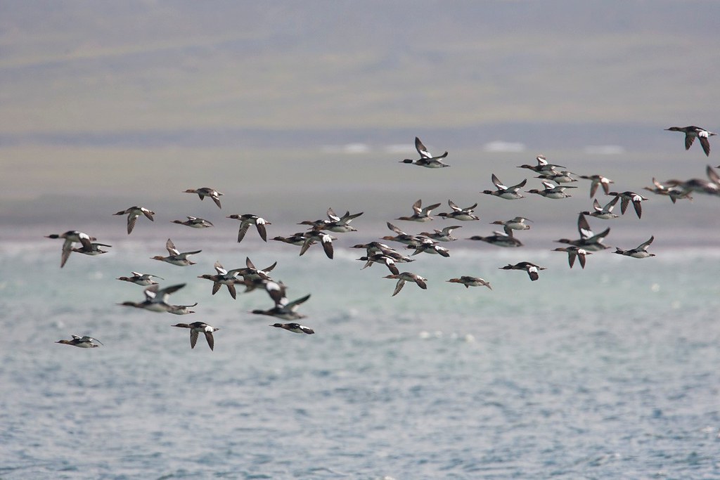 Mergus serrator | Red-breasted Merganser | småskrake