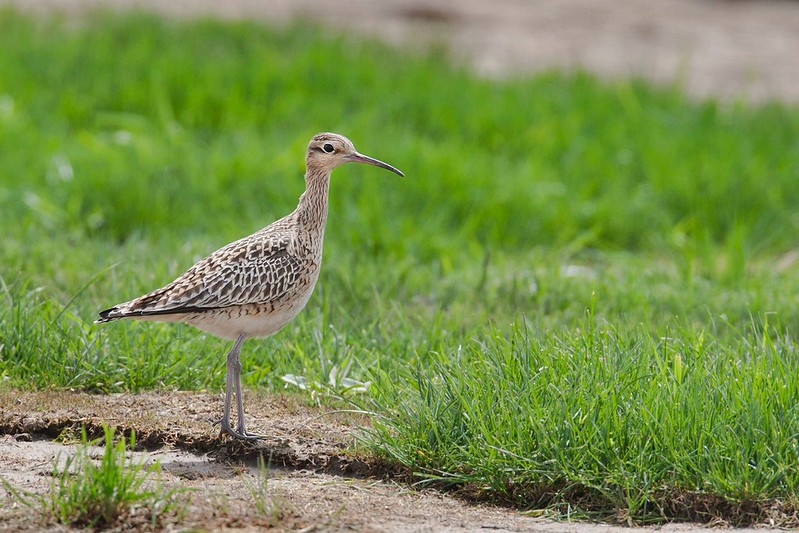 Numenius minutus | Little Curlew | dvärgspov