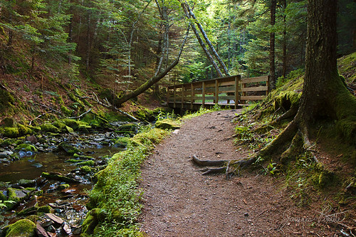 Dickson Falls Trail by jacques.pinette, bridge brook new brunswick canada fundy national park newbrunswick nature forest woods trail roots t