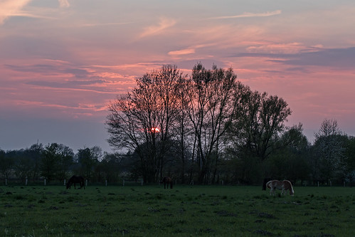 sunset horse tree weide sonnenuntergang meadow wiese wolken lila pferd baum