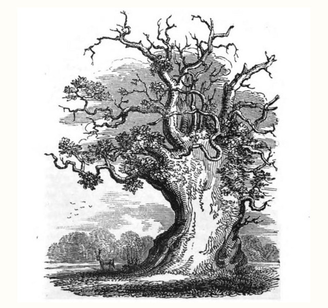 The Cowthorpe Oak