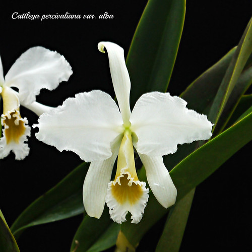 Cattleya percivaliana var. alba #2 | by emmily1955