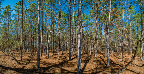 panorama pine tampa landscape us unitedstates florida wideangle ultrawide 15mm palmetto hillsborough pinus thonotosassa wideanglemacro pinesavannah laowa venus15mm
