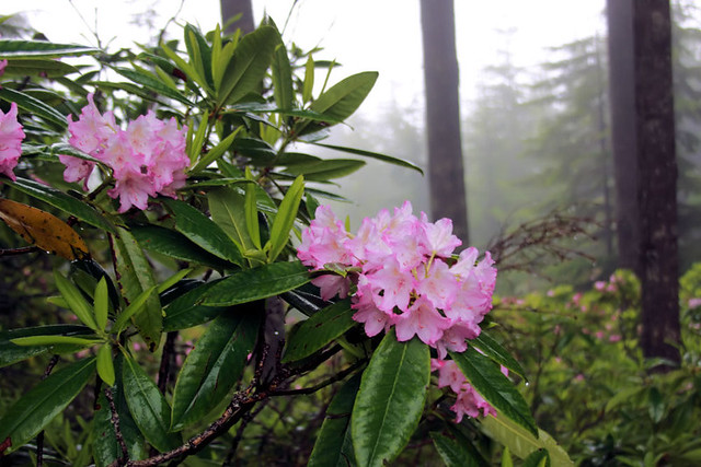 Wild Rhododendrons, foggy day on Mt. Walker, WA