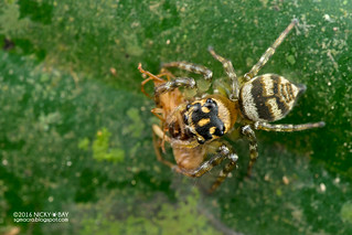 Jumping spider (Colyttus sp.) - DSC_6219