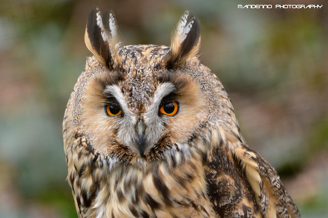 Long-eared owl - Planckendael