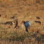 Greater Prairie-Chicken 2016-04-04 (76) Greater Prairie-Chicken - 4 April 2016 - Calamus Outfitters, Switzer Ranch, Loup County, NE
