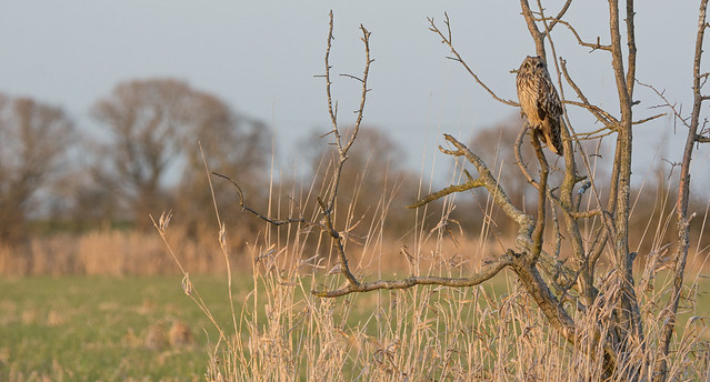 Short-eared Owl, wide angle (2 of 2)