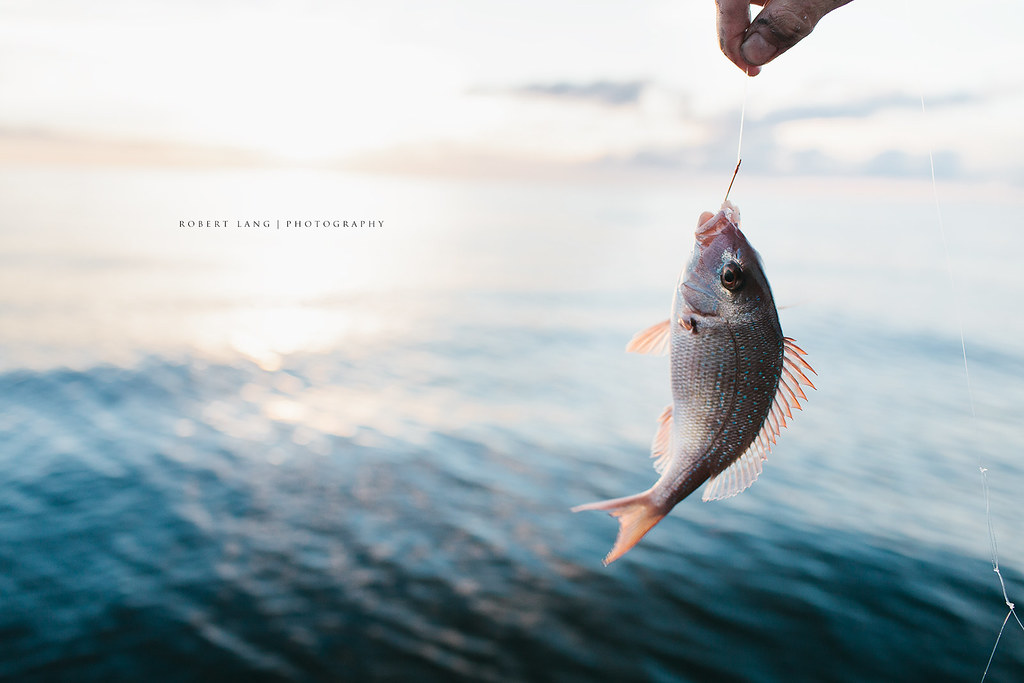 A fish caught with a hook and line, A fisherman holds up a …