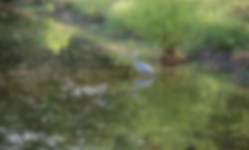 crane-in-pond-blur
