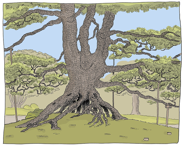 Japan, Kanazawa, Kenroku-en garden, Neagari Matsu (Raised Roots Pine)