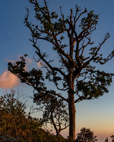 sunset tree scenery flickr pa panama hornito chiriquí fincalasuiza
