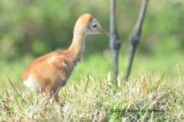 Sandhill Crane chick at Viera Wetlands
