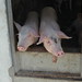 Confined pigs, pig farm, West Bank