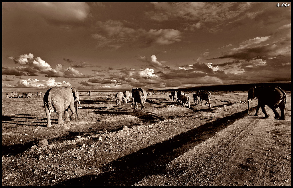 Elephants heading towards the mountains by Edgar Thissen