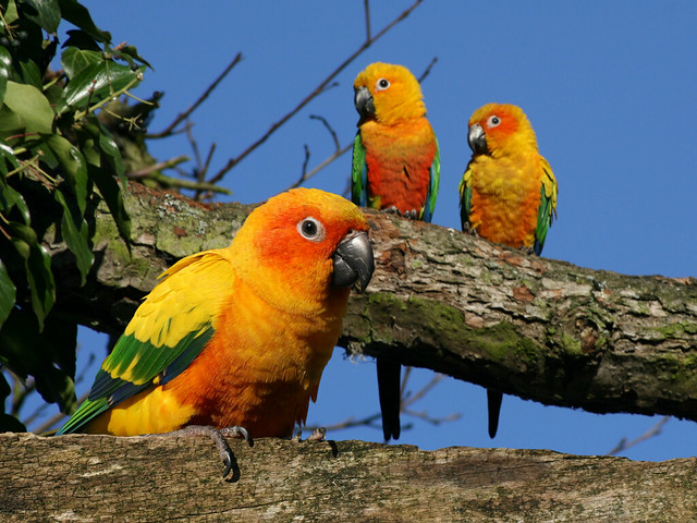 Parrot Week, Wednesday - Sun Conures