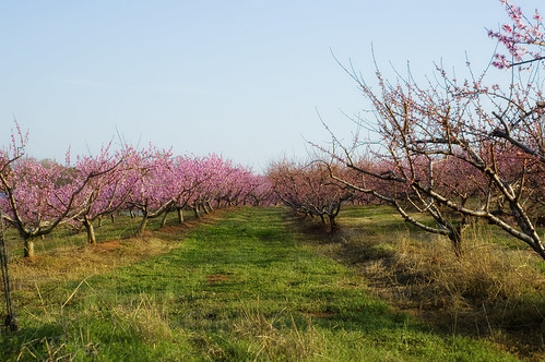 geotagged blossoms southcarolina peach orchard geo:lat=34902421 geo:lon=82145655
