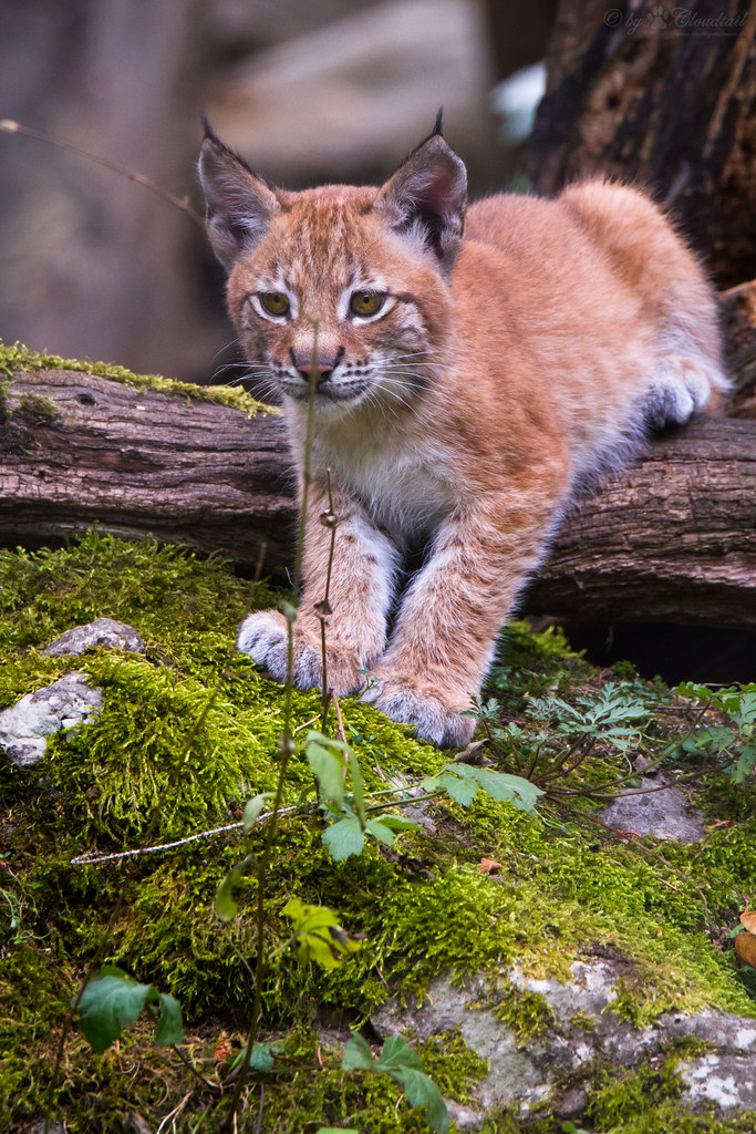  cub | A picture from a li'l lynx, I've seen at Tierpark… | Flickr