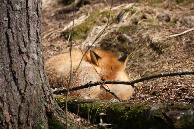 The fox had a break in the forest.