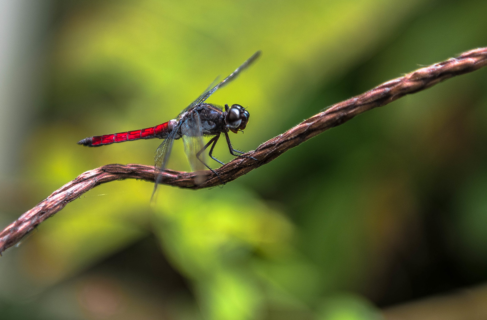 Dragonfly - Costa Rica