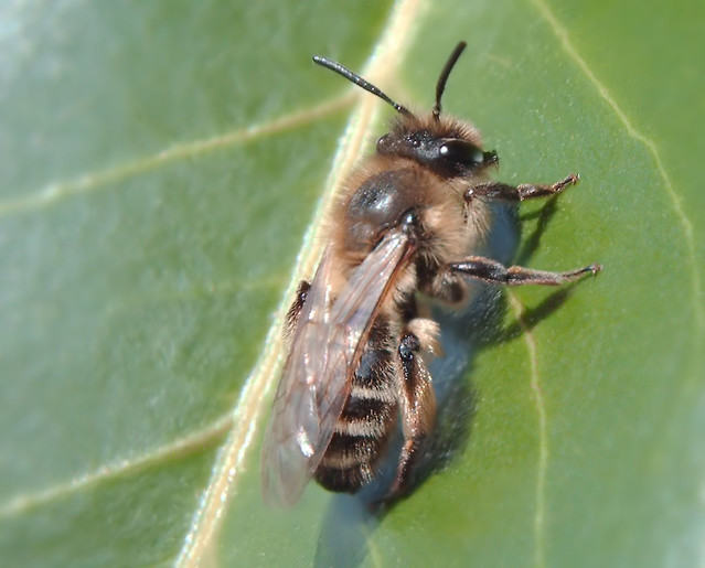 Andrena sp. f
