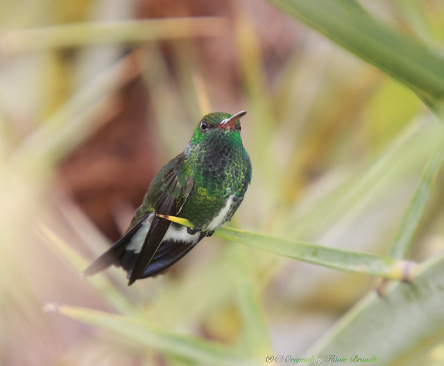 Série com o Beija-flor-do-papo-verde ou Beija-flor-de-garganta-verde (Amazilia fimbriata) - Series with the Glittering-throsted hummingbird - 11-12-2015 - IMG_4554