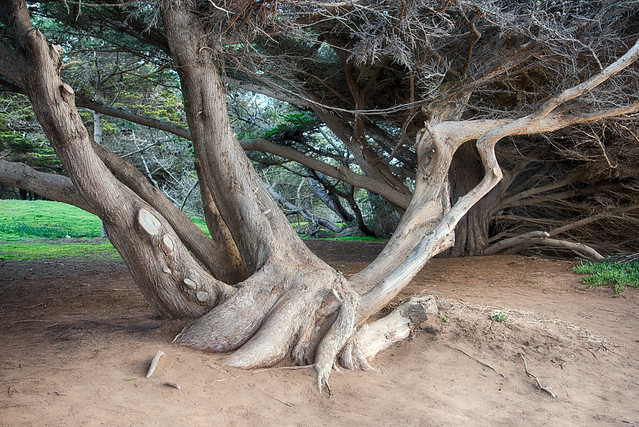 Banyon Tree