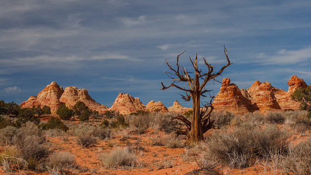Tree and Red Rock Teepees